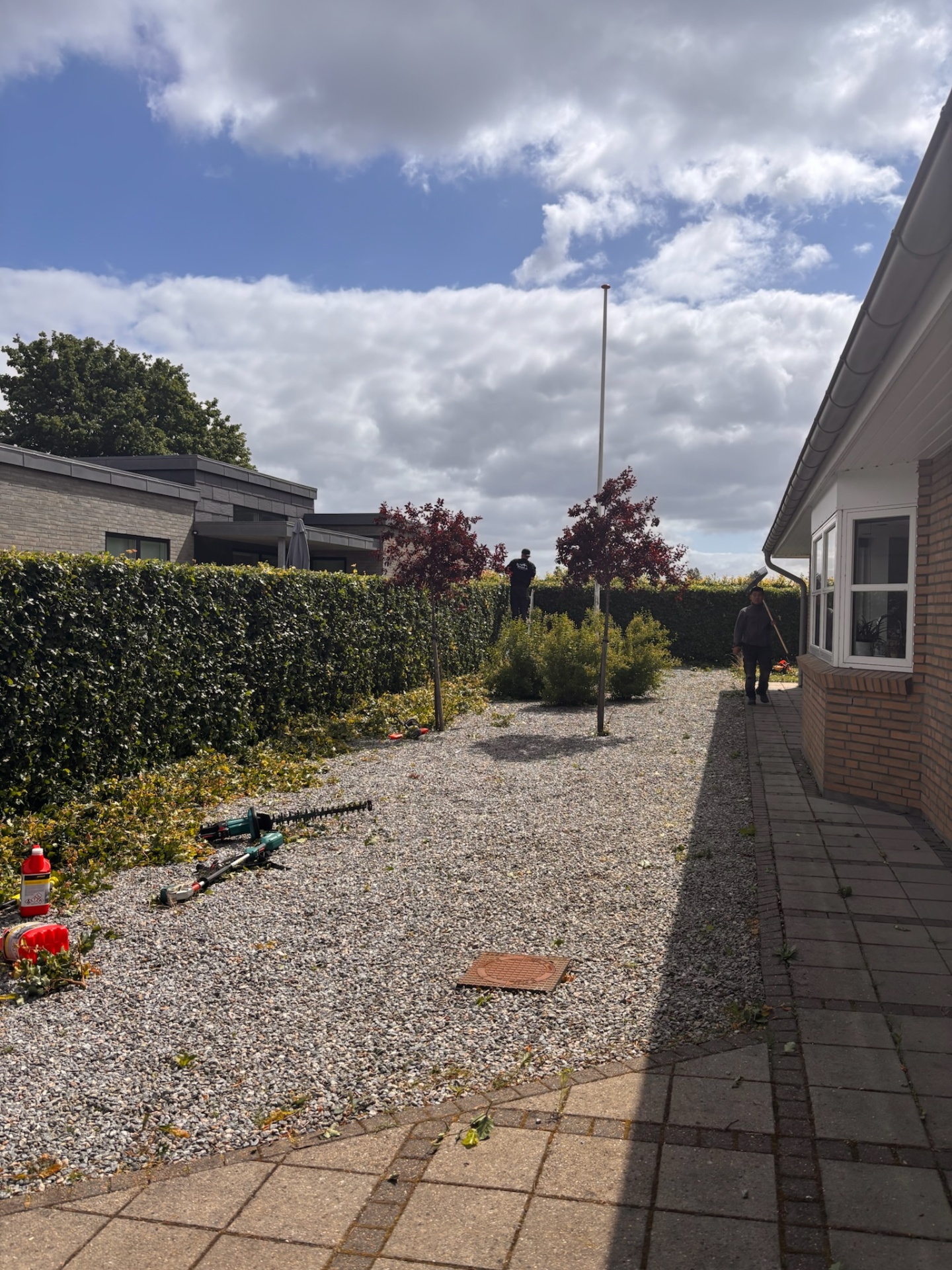 Bridel klipper hæk foran hus